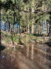 Wasserspiegelung auf dem Rennsteig