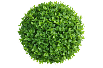 Fototapeta premium Lush green spherical shrub ideal for landscaping, cut out