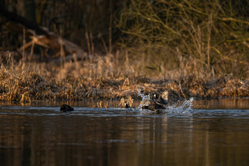 Black Coot - a fight on the surface.
