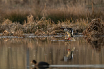 A large guinea fowl bird is landing.
