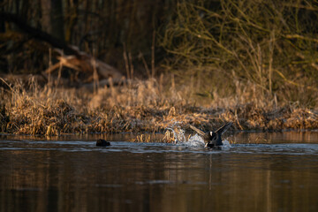 Black Coot - a fight on the surface.
