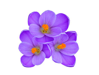 purple saffron flowers isolated on white background