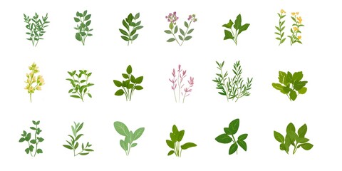 Botanical Collection: A curated assortment of diverse botanical elements, offering a versatile visual resource for design and aesthetic projects. 