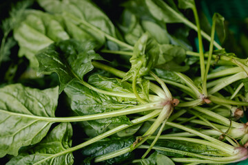 Fresh greens and lettuce at small local urban market. Organic produce on sale at outdoor farmer market. Selling fresh crops and veggies harvest. European urban setting. Close up. Part of the series