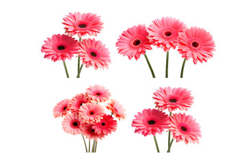 red and white gerber flowers