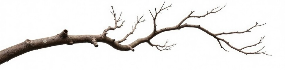 Obraz premium Twisted and bent branch isolated on white background, natural, rustic