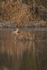 Wild goose bird on the surface of the lake.
