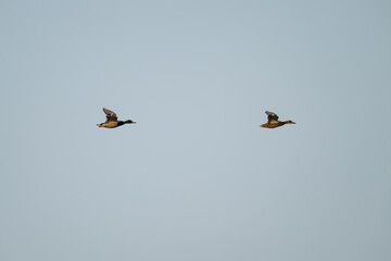 Mallard ducks fly two in a row.


