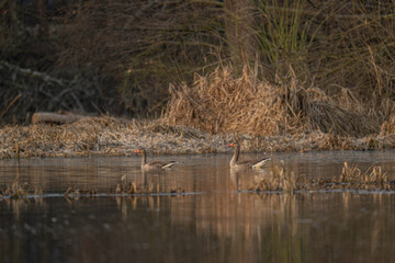 Wild goose bird on the surface of the lake.
