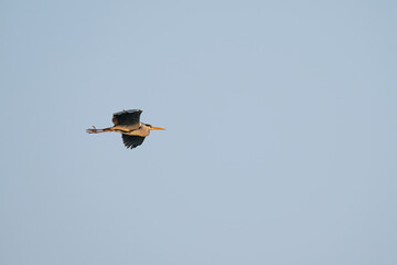 A grey heron flies in the air.
