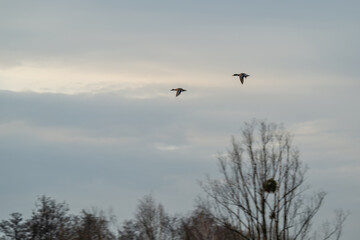 Mallard ducks fly two in a row.

