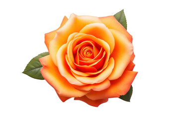 Vibrant orange rose in full bloom showcasing delicate petals with subtle gradient hues isolated on white background