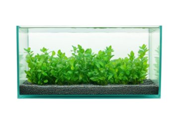 Green aquatic plants in a clean glass aquarium, cut out