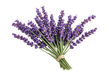Obraz premium Lavender bouquet with fresh purple flowers, cut out