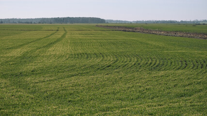 Field with grass and forest ahead