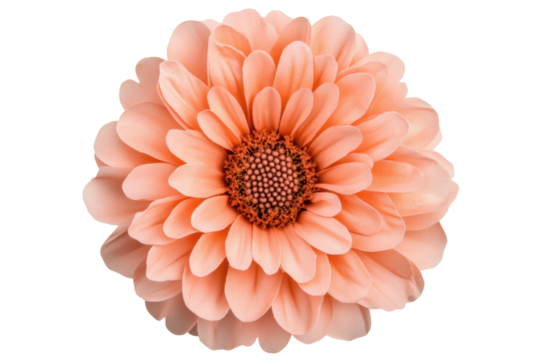 Delicate peach flower petals arranged softly, cut out