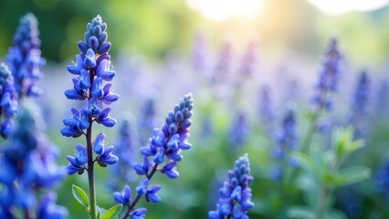 A Field of Vibrant Blue Flowers Basking in the Warm Golden Light of the Setting Sun, a Peaceful and Serene Natural Scene