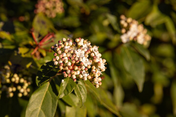Fiore di viburno tino, Viburnum tinus.