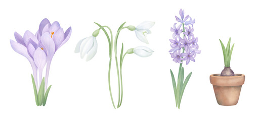 First flowers set with bulbous plants. Watercolor collection of purple crocuses, snowdrops, hyacinth and sprouted bulb in a pot isolated on white. Floral clipart for postcard design and scrapbooking