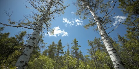 Fototapeta premium Majestic Birch Trees Reaching for a Sunny Sky in a Lush Forest