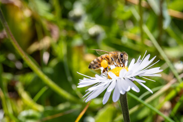 Ape, Apis mellifera scutellata, su fiore primaverile.