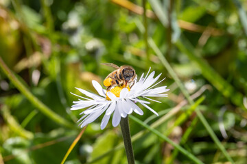 Ape, Apis mellifera scutellata, su fiore primaverile.