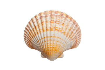 Fototapeta premium Beautiful scallop shell with unique patterns, cut out