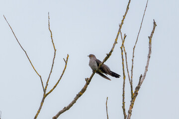 Kuckuck sitzt auf einem Ast