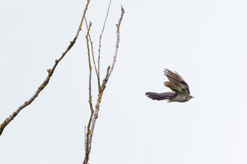 Kuckuck im Flug