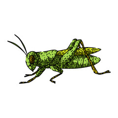 jumping grasshopper sketch hand drawn vector
