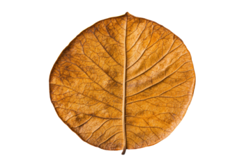 Intricate textured brown leaf, cut out