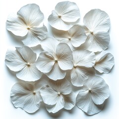 Fototapeta premium Delicate white petals isolated on a white background. White violet flowers background. Set of white flower petals for holidays, weddings, decor, and design.