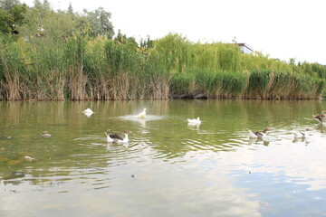 geese swimming on the lake