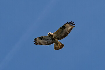 Obraz premium Majestic Hawk Soaring Related To Natures Beauty, Displaying Its Grace In The Clear Blue Sky