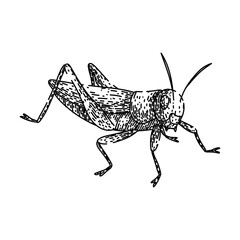 antennae grasshopper sketch hand drawn vector
