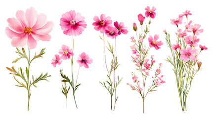 Obraz premium Beautiful Pink Roses Pack Isolated on Transparent Background