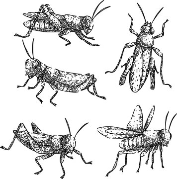 grasshopper set sketch hand drawn vector