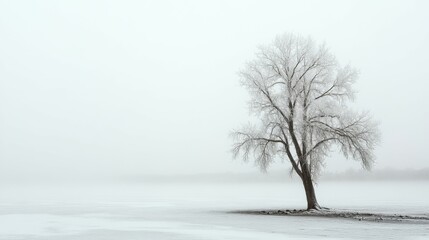 Fototapeta premium Winter landscape with a lone tree