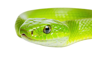 Fototapeta premium Green snake with vibrant scales in close-up view, cut out