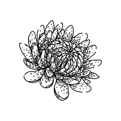 petals chrysanthemum sketch hand drawn vector
