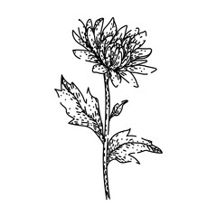 garden chrysanthemum sketch hand drawn vector