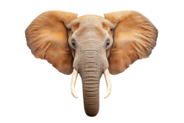 Elephant head with prominent ears and ivory tusks, cut out