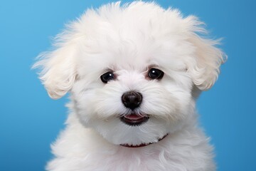 Obraz premium Adorable White Fluffy Dog Portrait on Vivid Blue Background, Perfect for Pet Products.