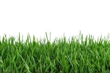 Fototapeta premium Lush green grass with vibrant blades in view, cut out