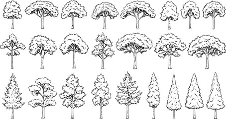 Set of coniferous and deciduous trees for architecture and landscape design, line drawing, contour. Vector illustration
