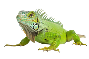 Naklejka premium Colorful green iguana in a natural pose, cut out