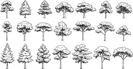 Set of coniferous and deciduous trees for architecture and landscape design, line drawing, contour. Vector illustration
