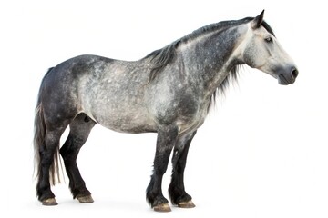 Obraz premium Percherons horse isolated on white background