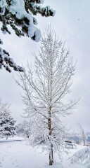 Snowy Tree in Frozen Park in Winter 
