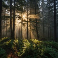 Obraz premium morning in the forest